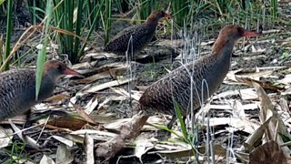 Awalnya Gak Yakin!!, Racik Ruak Dapat Sintar Sawah