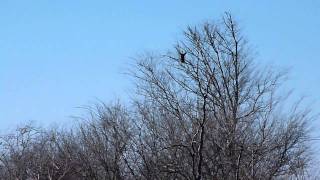 gadwalls and cormorants (HD)