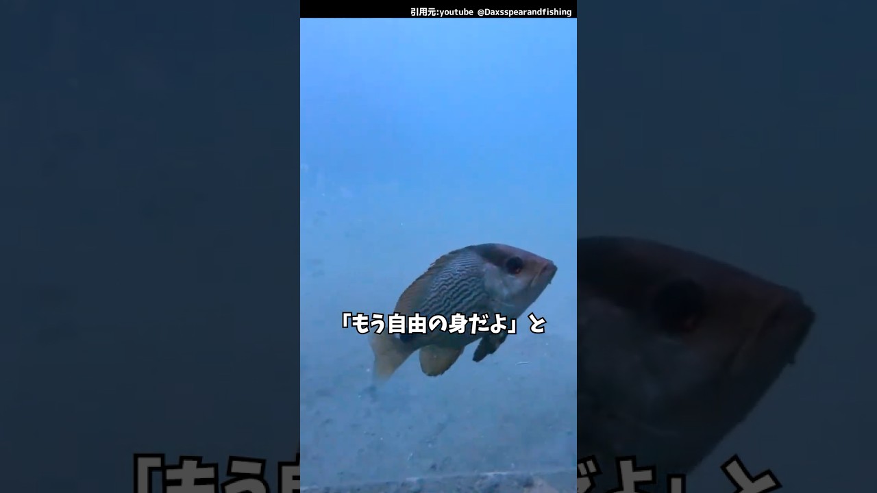 君は自由だ!#釣り#魚釣り#ダイビング#fishing #shorts
