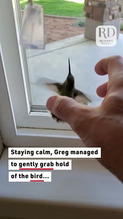 A tiny hummingbird found itself trapped inside our home today.
