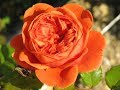 обрезка английских романтических роз ( роз Остина), питомник роз Полины Козловой