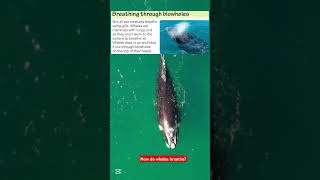 How do Whales Breathe? 🐋🌊 #WhaleFacts #MarineLife #NatureScience #blowhole #whale