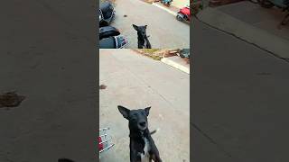 Dog Lover | Watch full video on - @slrdrive