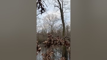 Singleton Game Calls Cutdown in the woods