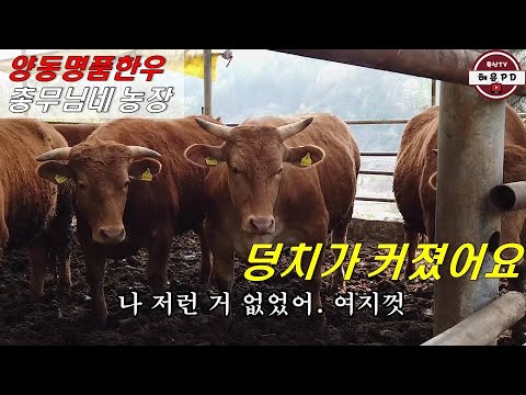 작년부터 비육우 덩치가 급작스럽게 커진 이유는(양동명품한우 총무님댁)