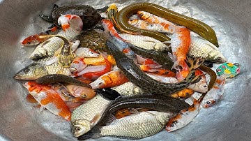 Kem  Chanel lái công nông bắt cá trong chum có cá chép, cá trê, cá diếc, con lươn, rùa màu sắc.