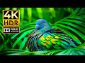 Amazing Wildlife 4K HDR 120FPS Cinematic Music OLED Perfection 8K 4K ULTRA HD 