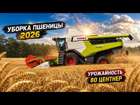 🌾 Wheat Harvest 2026! CLAAS LEXION 6600 Combine 🚜
