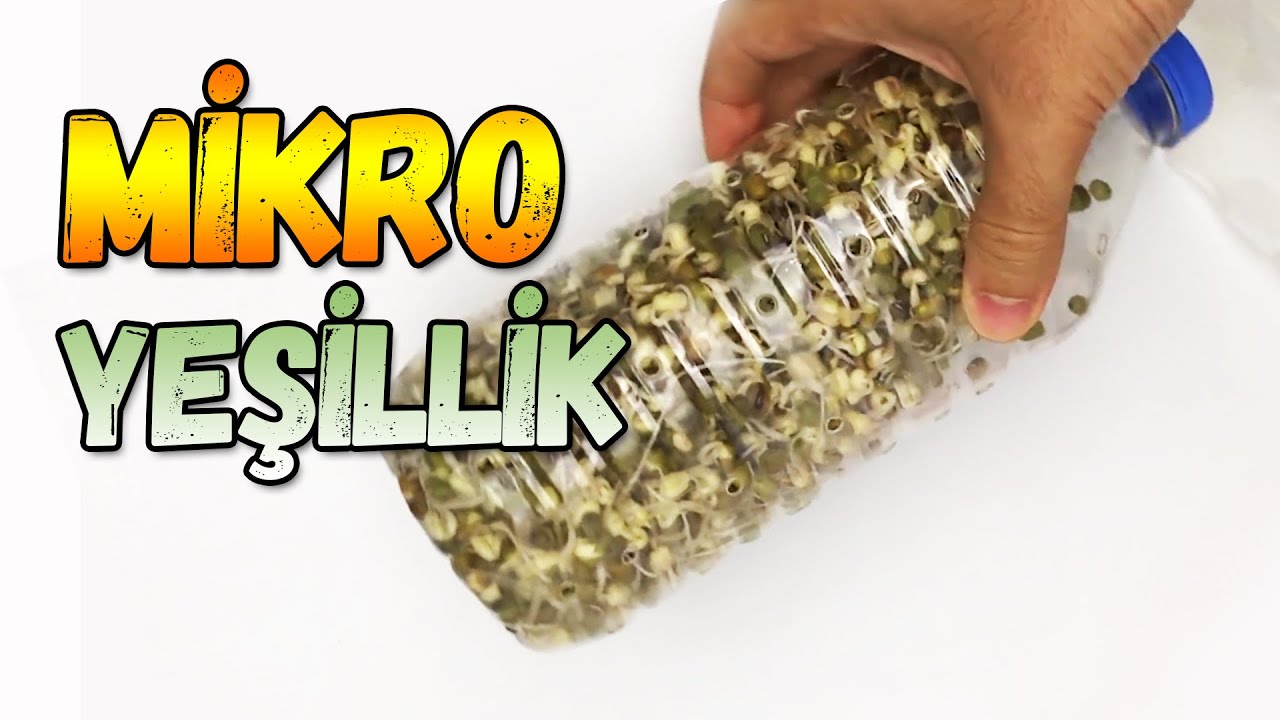 Как сделать микрозелень » вики полезно Как потреблять