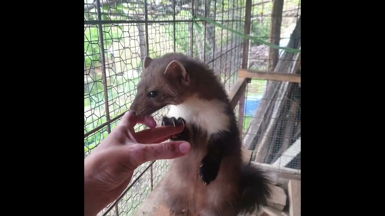 Pine marten/ beech marten, kuna belica