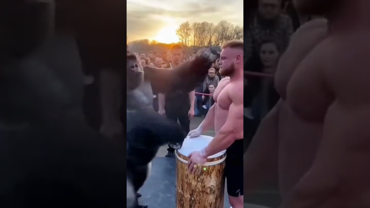 Yeah i will definitely win because i know my power 💪 gorilla open challenge to bodybuilder 