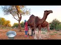 Amazing Camel Farming in Kazakhstan. Fresh Camel Milking