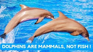 Video thumbnail of "Dolphins are Mammals NOT Fish 🐬 Dolphins Dance Video 🐬 #nature #relaxing #music #shorts #dolphin"
