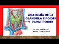 ANATOMÍA DE LA GLÁNDULA TIROIDES Y PARATIROIDES. Fácil, Rápida y Sencilla