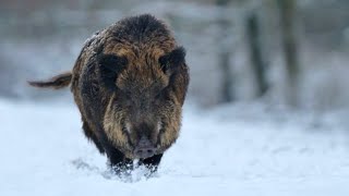 The Wild, Wonderful World of Wild Boar