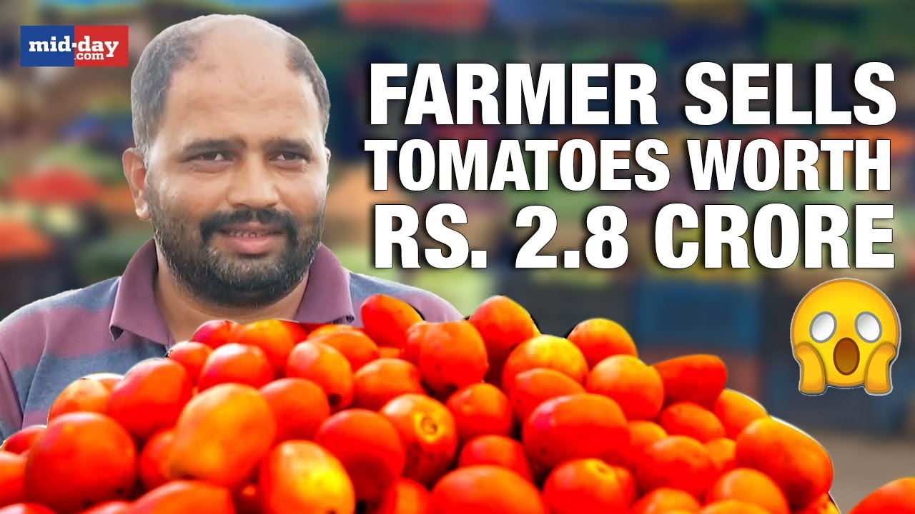 Tomato Price Rise Maharashtra Farmer Earns Over Rs. 2.8 Crore By