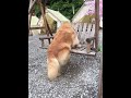 Golden Retriever Trade Time #shorts #dogs