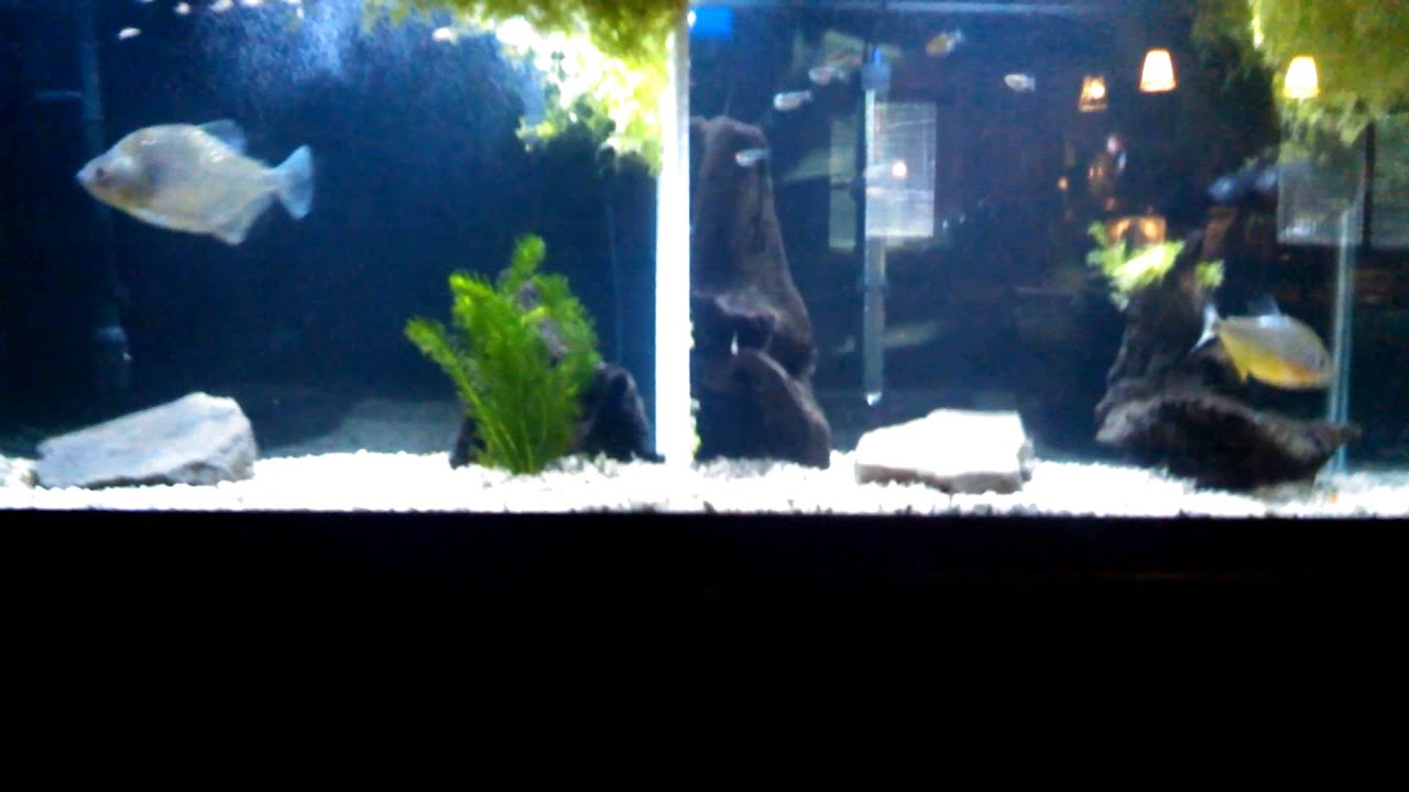 8" Blue Diamond Rhom Piranha vs 5" Ruby Red Spilo Piranha - Part 2