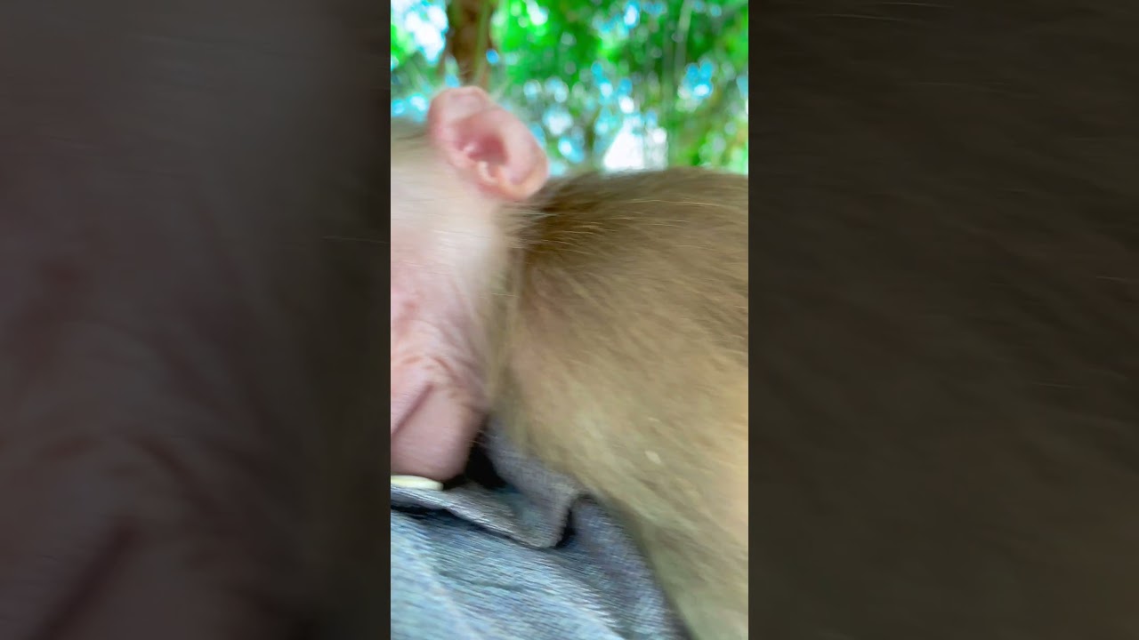 So lovely Monkey cute : 