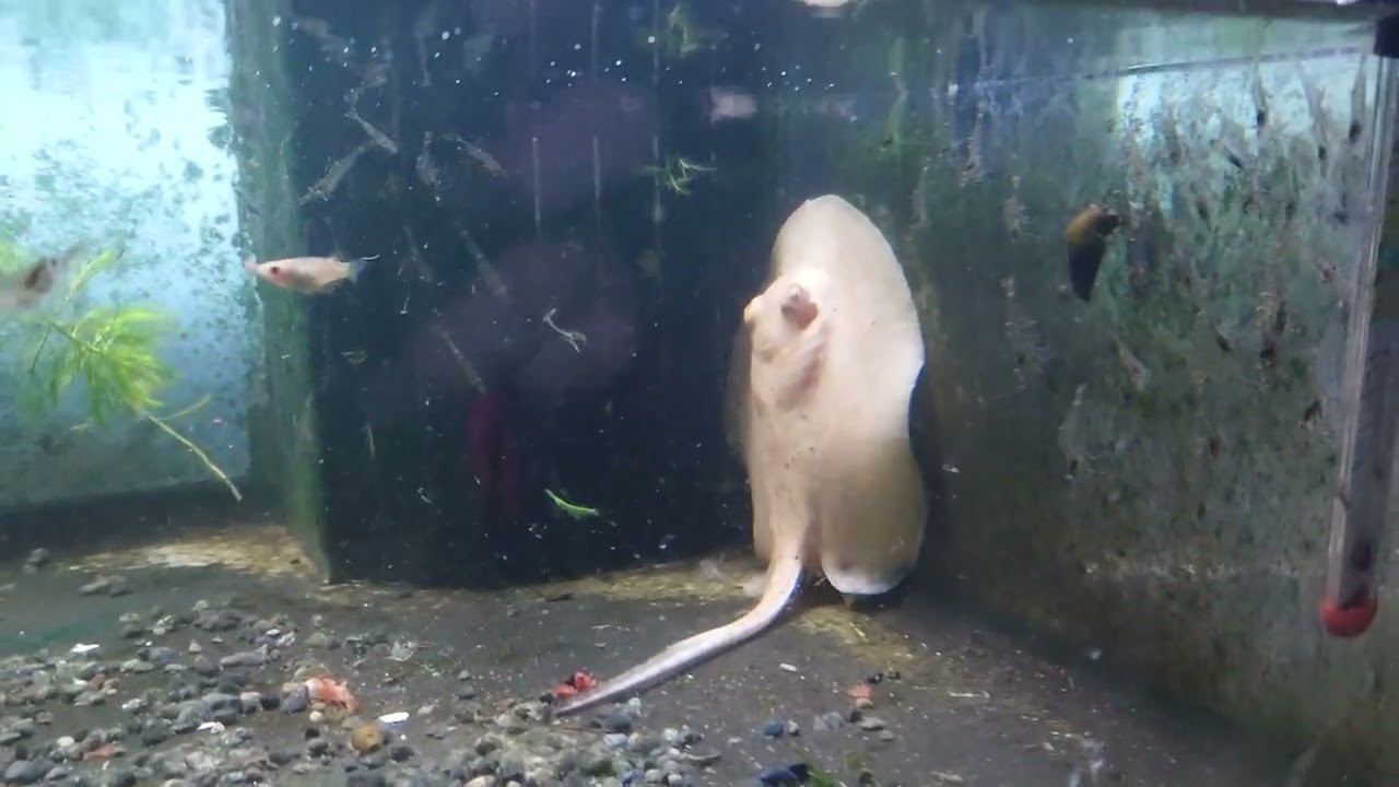 淡水エイが活き餌を食べる #クロコダイルスティングレー #アルビノ