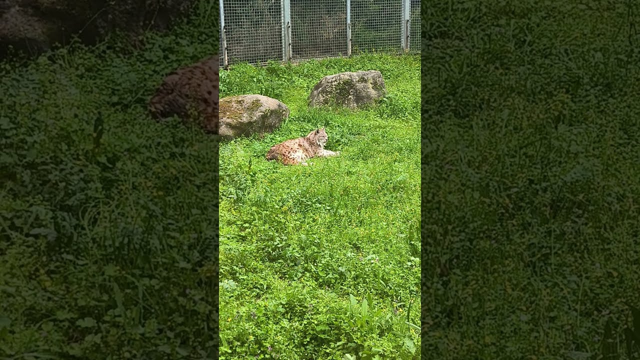Adorable Lynx Caught Being Playful at İzmir Wildlife Park! 