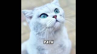Have you ever seen a cat that repays kindness?#cat #love #hearttouching #shorts