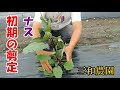 最初が肝心！【ナスの初期剪定】NO290