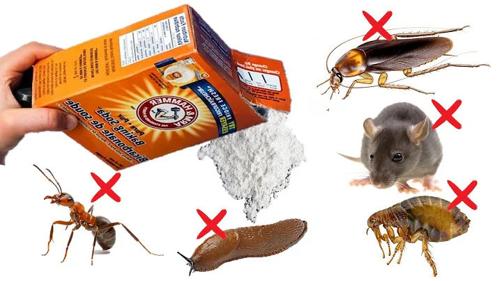 How To Use Baking Soda to Kill Pests - COCKROACHES, BEDBUGS, ANTS, MICE, Etc - DayDayNews