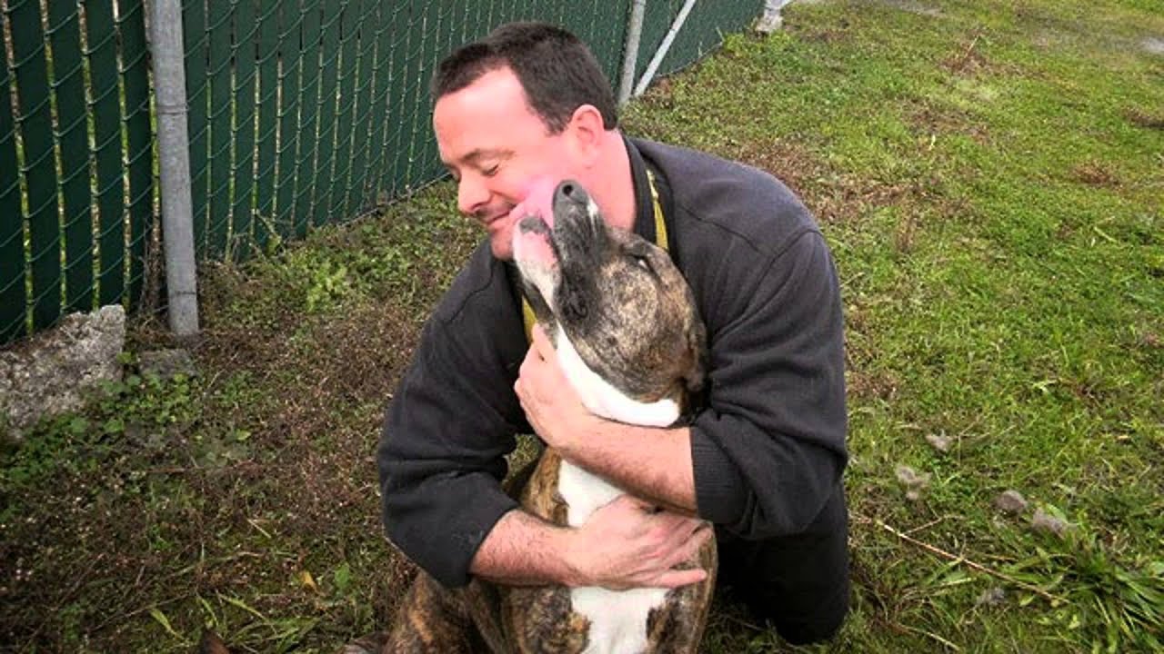 Aggressive Dog Behavior Training YouTube