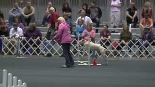 Agility  Hybrid Class  20 inches