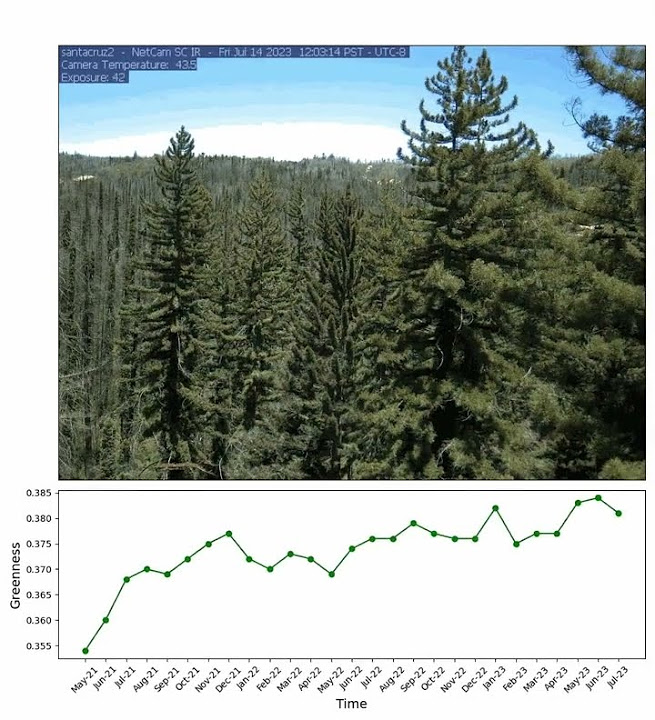 Redwood growth timelapse YouTube