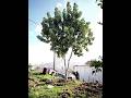 شجرة خروب خرنوب  