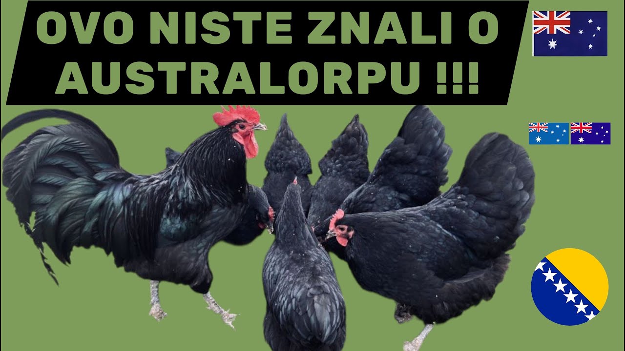 ŠTA TREBA ZNATI O AUSTRALORP RASI KOKA? EMISIJA br.1, Osobine, karakteristike, nosivost, historijat!
