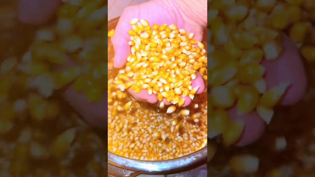 Let&rsquo;s make some grain spawn #grainspawn #mycelium  #mushroom #cubensis  #monotub