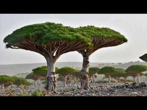 أصحاب الأيكة ومدين قوم شعيب د سوزيت طه