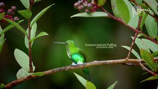 Emerald-bellied Puffleg: Awaken Your Birding Horizons in Peru