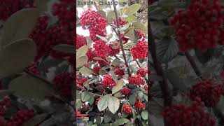 Juicy Red Berries For Birds Winterspring