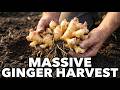 How to Grow Ginger in Containers And Get a Massive Harvest