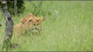 Pride Hunting Far Out Their Territory (Nharus)