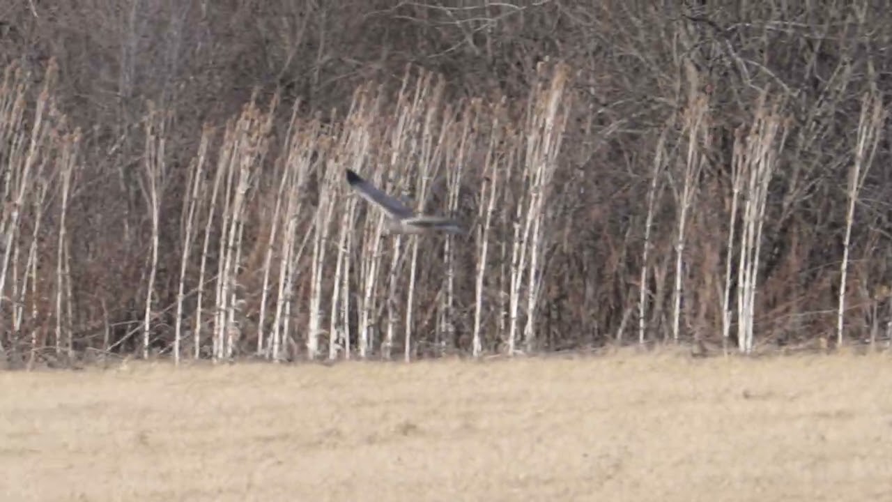 Northern Harrier  #birds #wildlife #nature #birdwatching