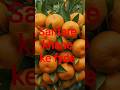 santare khane ke fayde , Benefits of orange sp Brand