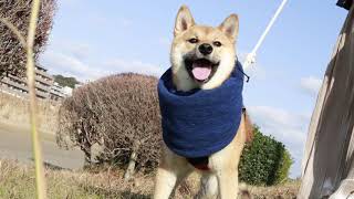 【柴犬】#shorts ネックウォーマーの使い方それ合ってる⁉️/shiba