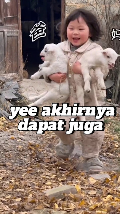 induk kambing sampe kewalahan ngejar gadis ini. #momen #kocak #lucu #hewan #kambing #shortvideo