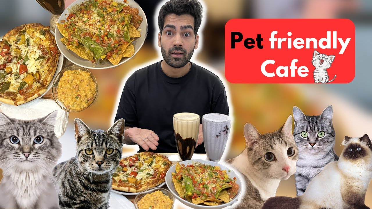Exploring Mumbai s Most Purr fect Pocket Friendly Cat Cafe Kit Cat Exploring Mumbai s Most Purr fect Pocket Friendly Cat Cafe Kit Cat