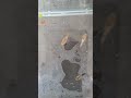 청소년 구피(1.2~1.5cm)