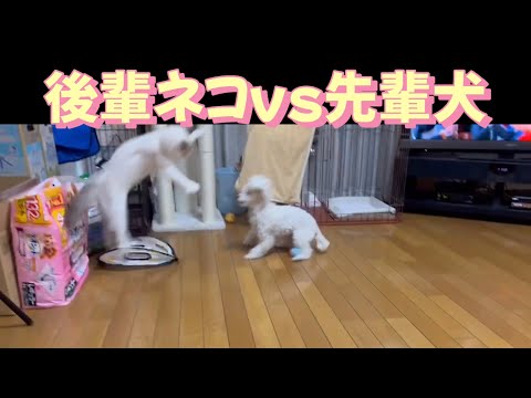 【犬と猫】生後6ヶ月の子猫が先輩わんこに挑む！ボールをめぐる熱き戦い！