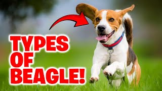 Discover the 3 Beagle Breeds You Didn't Know Existed