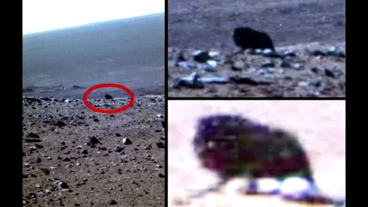 Существует Ли Лунтик Настоящий Фото Доказательство
