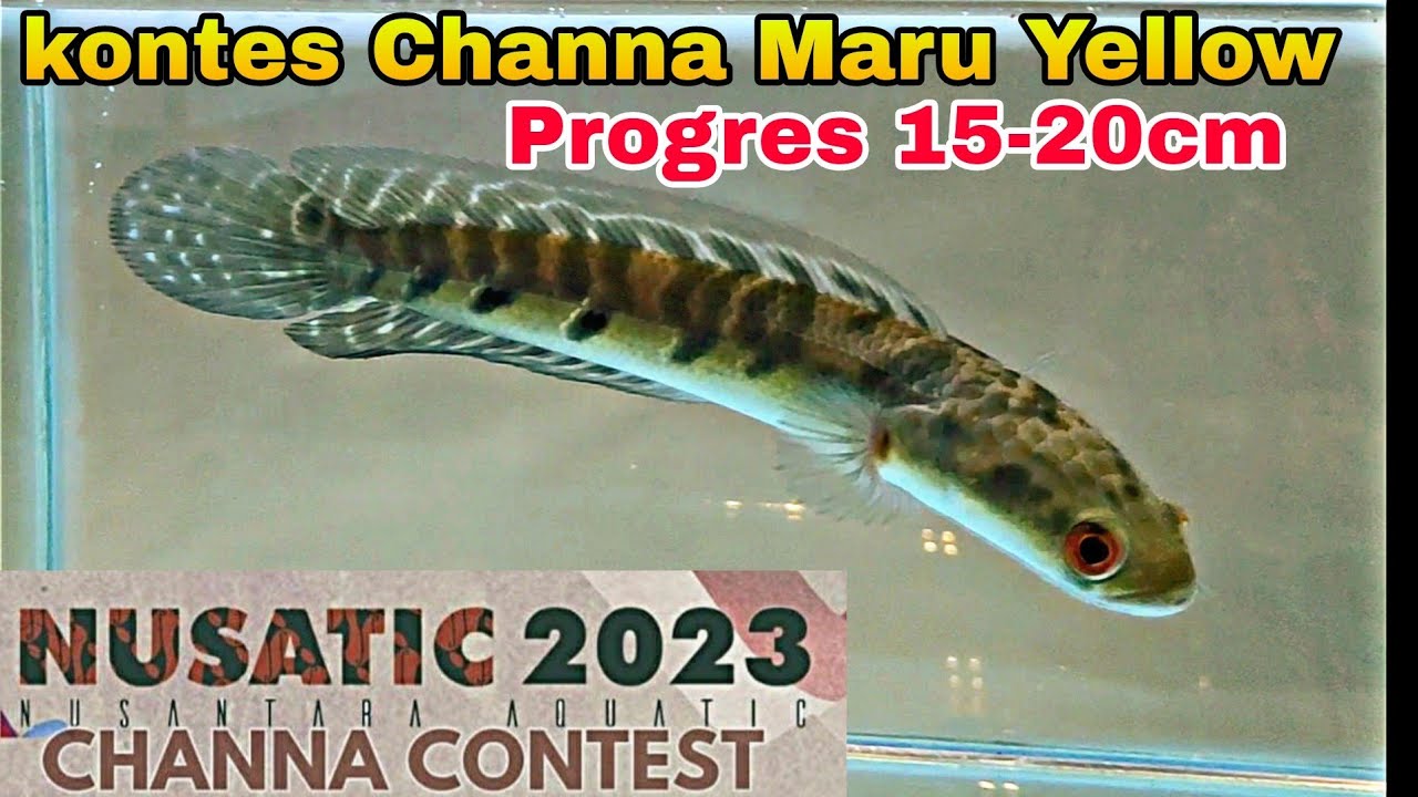 Kontes Channa Maru yellow progres 15-20cm || NUSATIC CHANNA CONTEST 2023