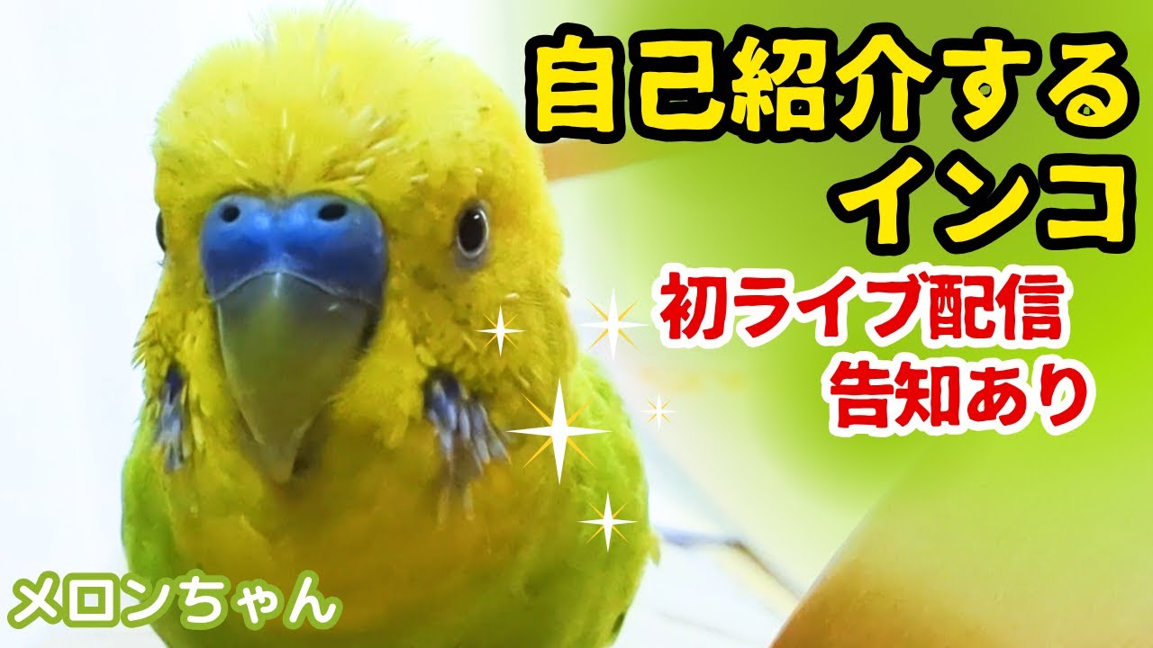 ❀オーダー用インコちゃんパネルサンプルページ❀ 自己紹介するインコ】初ライブ告知あり おしゃべりインコメロンちゃん